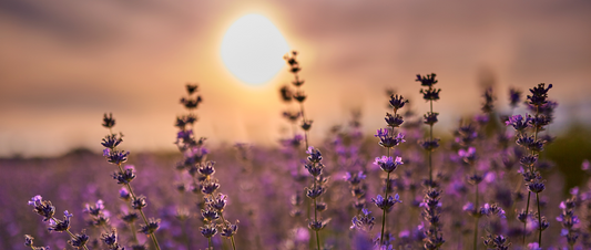 Lavendel im Frühling: Der perfekte Start in die neue Jahreszeit