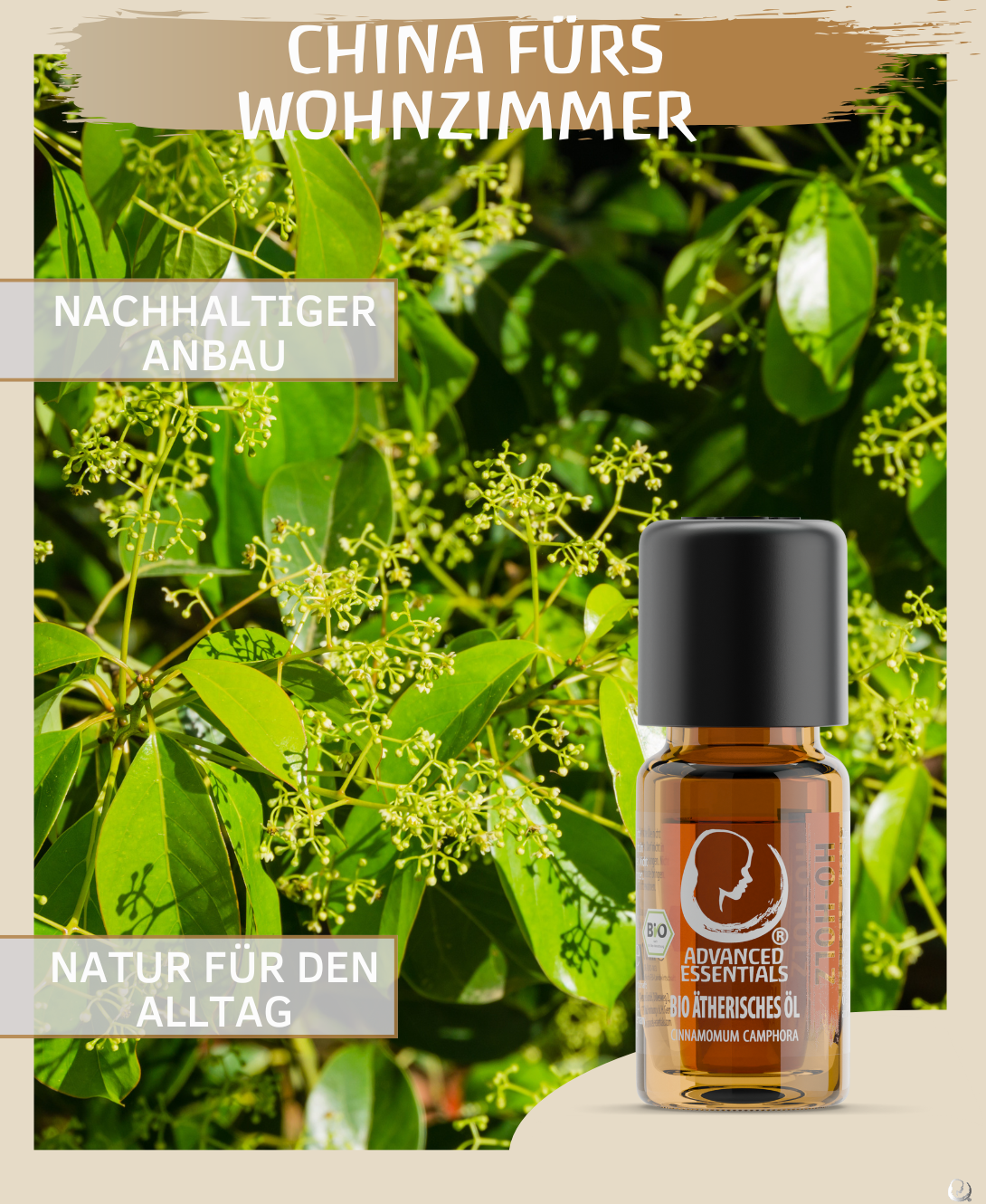 BIO Ho-Holzöl (Cinnamomum camphora)