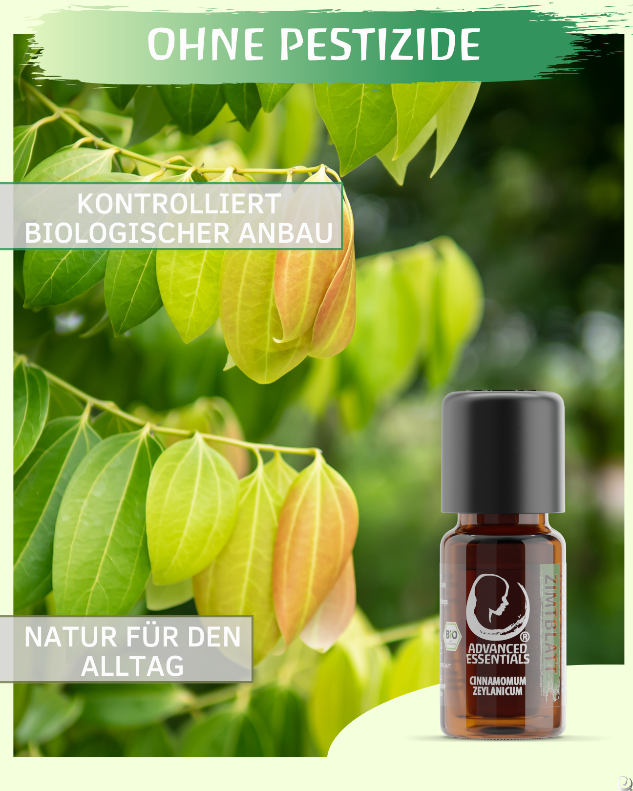 BIO Zimtblattöl (Cinnamomum zeylanicum)