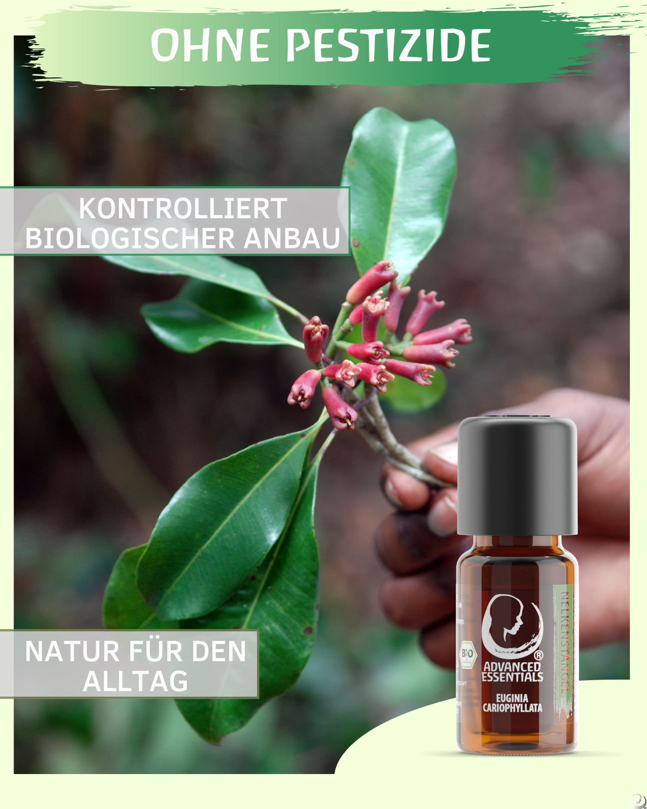 BIO Nelkenstängelöl (Euginia cariophyllata)