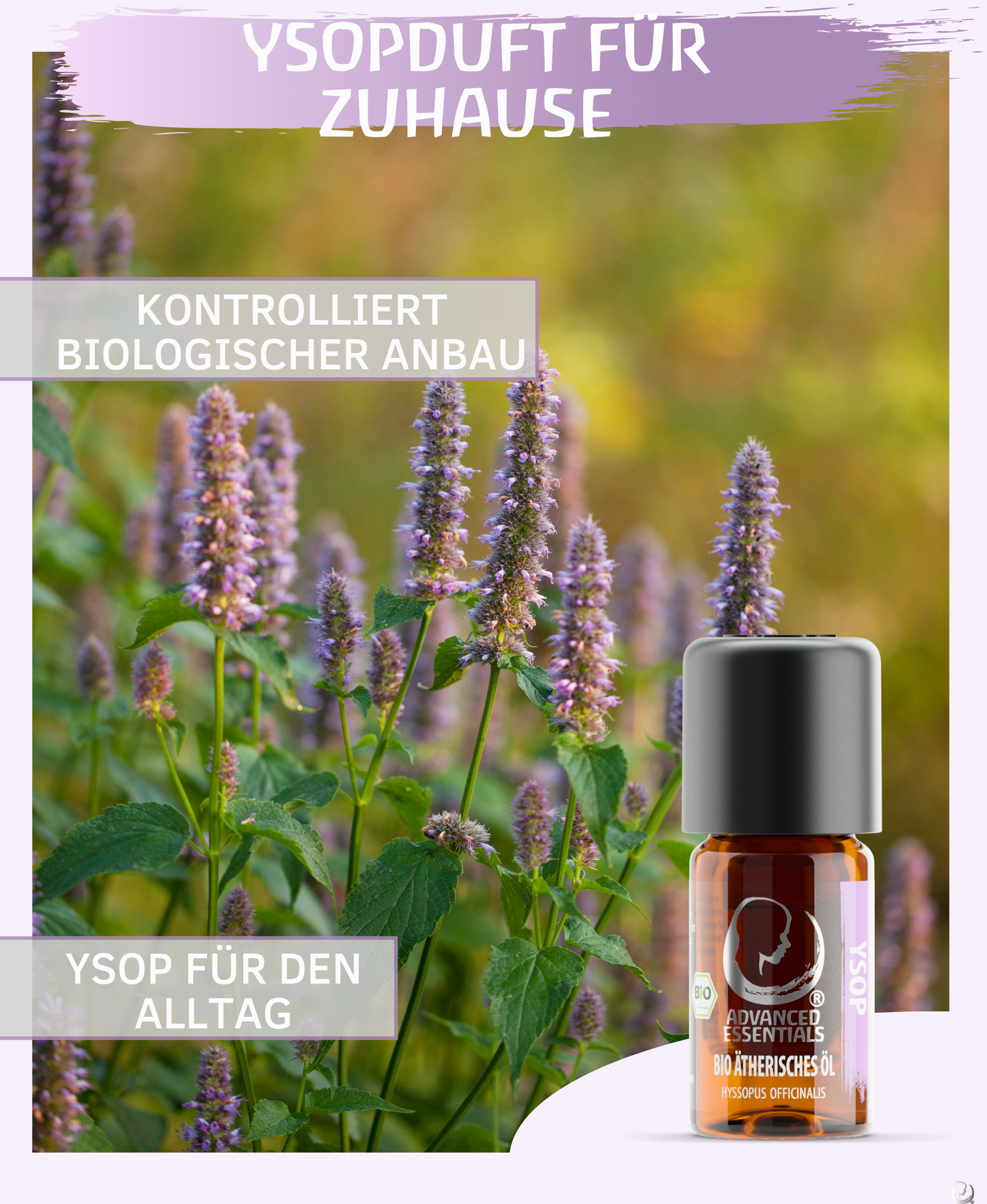 BIO Ysopöl ätherisches Öl (Hyssopus officinalis) kontrolliert biologischer Anbau | Ysopöl bio aus Spanien (Ysop, 5ml)