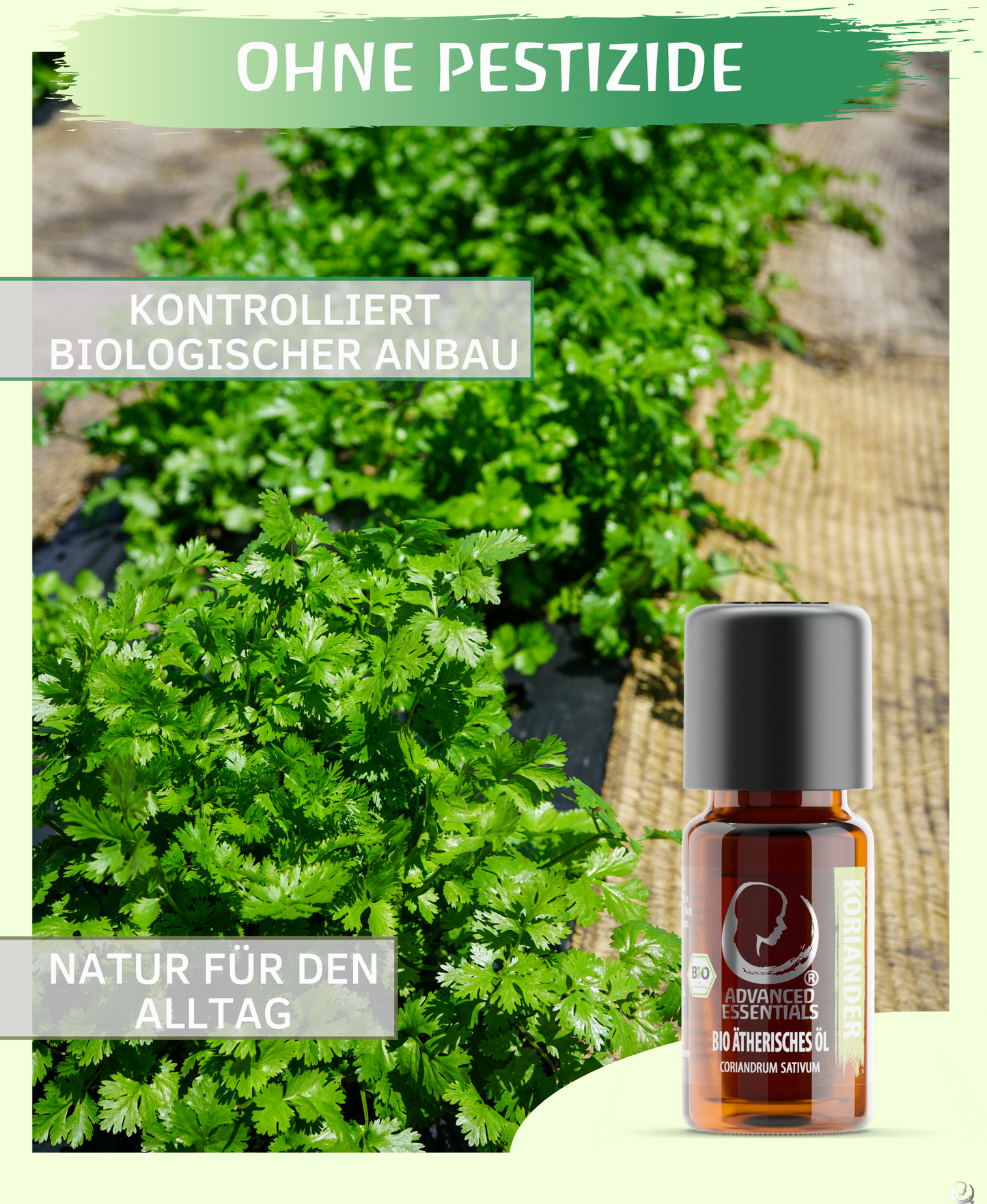 BIO Korianderöl (Coriandrum sativum)