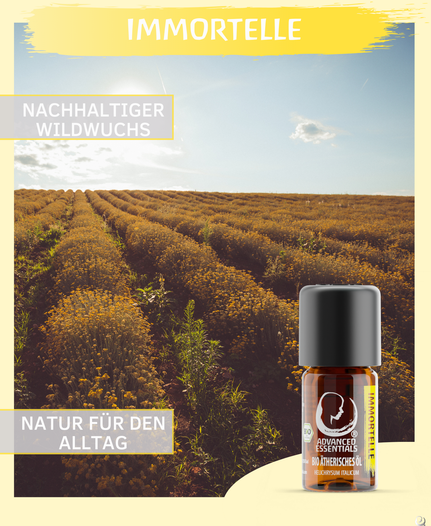 BIO Immortellenöl (Helichrysum italicum)
