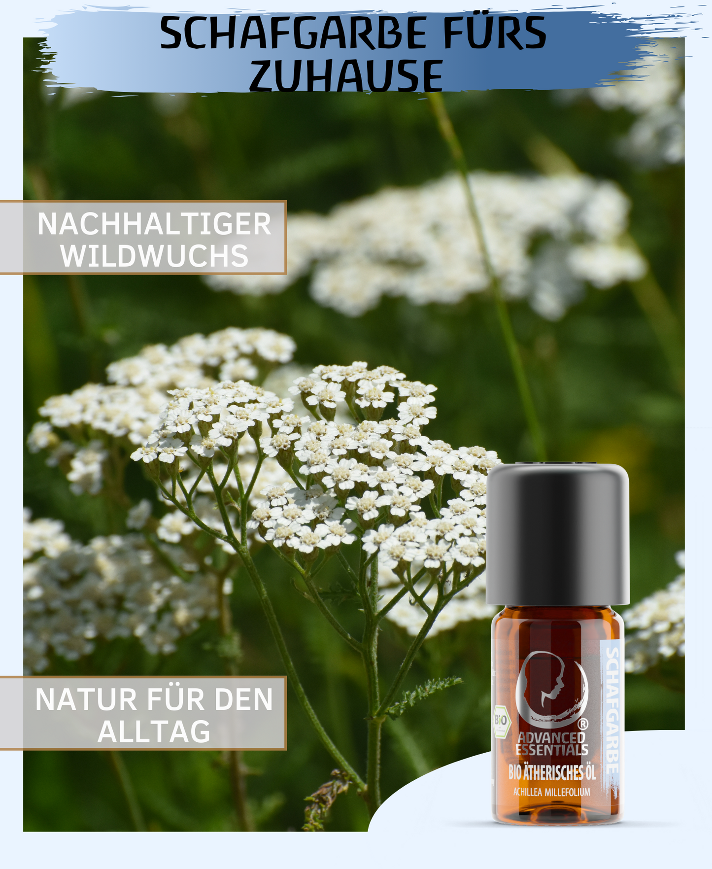 BIO Schafgarbenöl (Achillea millefolium)