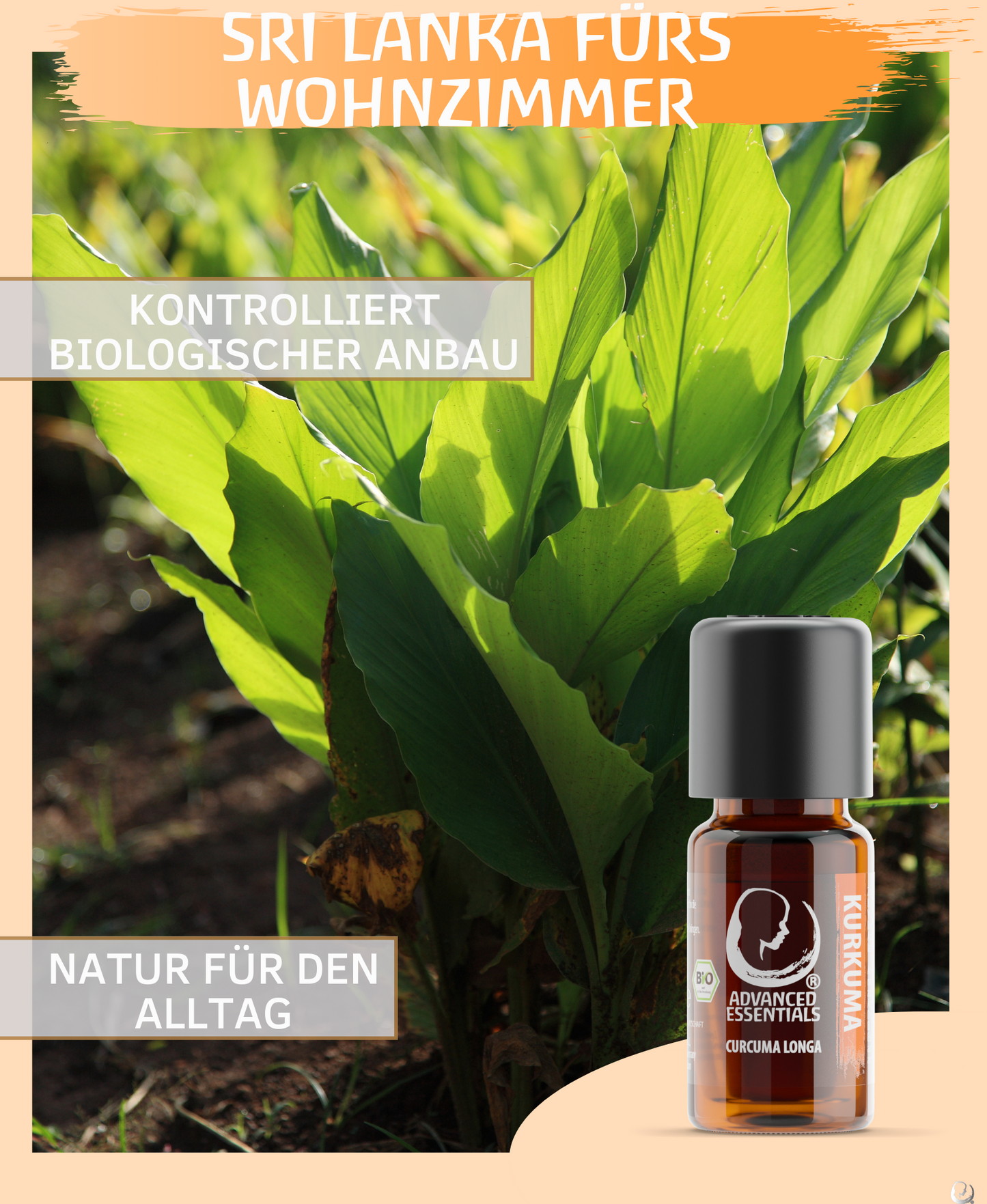 BIO Kurkumaöl (Curcuma longa)