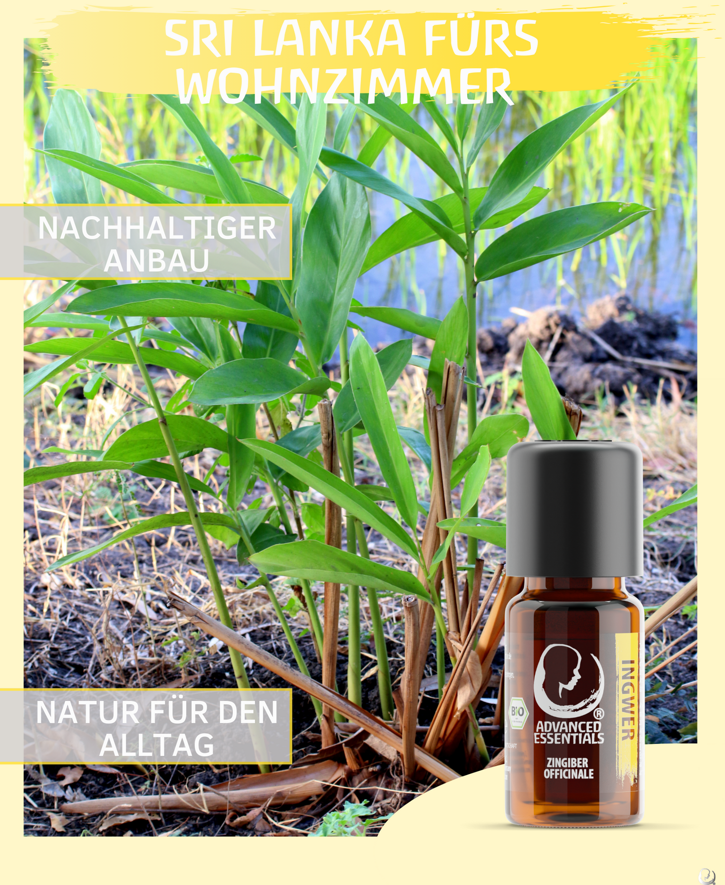 BIO Ingweröl (Zingiber officinale) kontrolliert biologischer Anbau ätherisches Ingweröl bio aus Sri Lanka | Ingwertropfen (Ingwer, 10ml)
