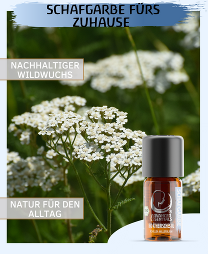 BIO Schafgarbenöl ätherisches Öl (Achillea millefolium) kontrolliert biologischer Anbau echtes Schafgarbeöl bio aus Bulgarien (Schafgarbe, 5ml)